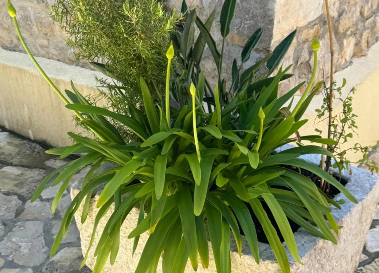 Mediterranes Ferienhaus m. Terrasse Veli Lošinj 0*,  Kroatien